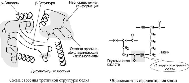 Элементы третичной структуры белка и образование псевдопептидной связи