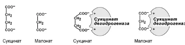 Конкуренция сукцината и малоната за активный центр сукцинатдегидрогеназы