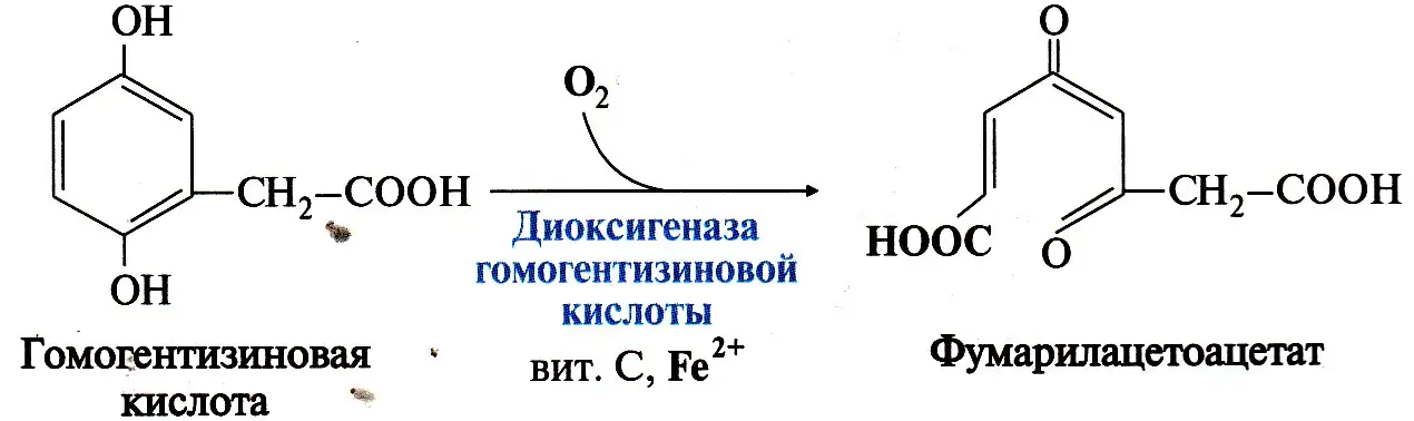 Диоксигеназное окисление гомогентизиновой кислоты