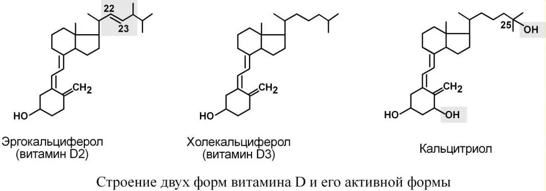 Формы витамина D и кальцитриол