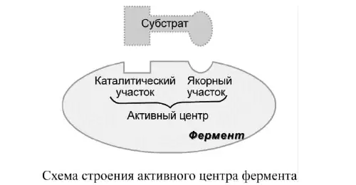 Схема строения активного центра фермента