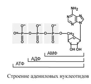 Строение адениловых нуклеотидов