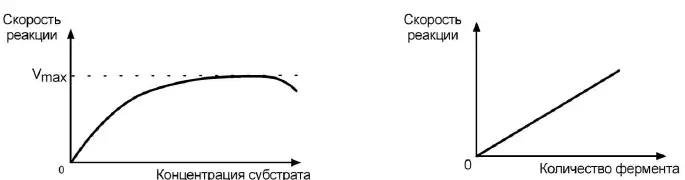 Зависимость скорости реакции от концентрации субстрата и количества фермента