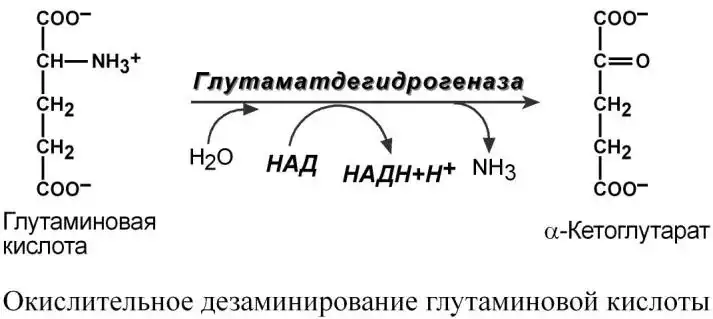 Окислительное дезаминирование глутамата
