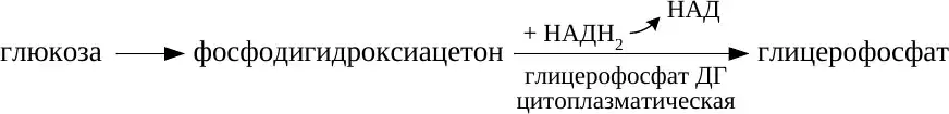 Образование глицерол-3-фосфата из глюкозы