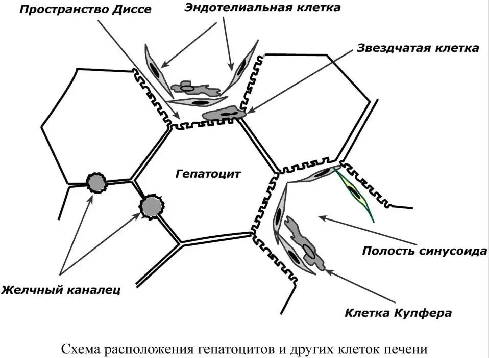 Схема расположения гепатоцитов и других клеток печени