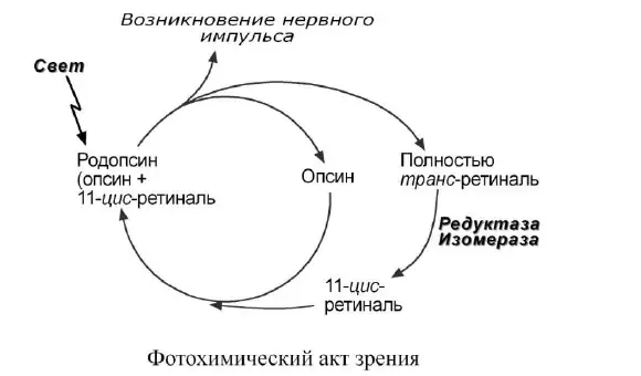 Фотохимический цикл родопсина