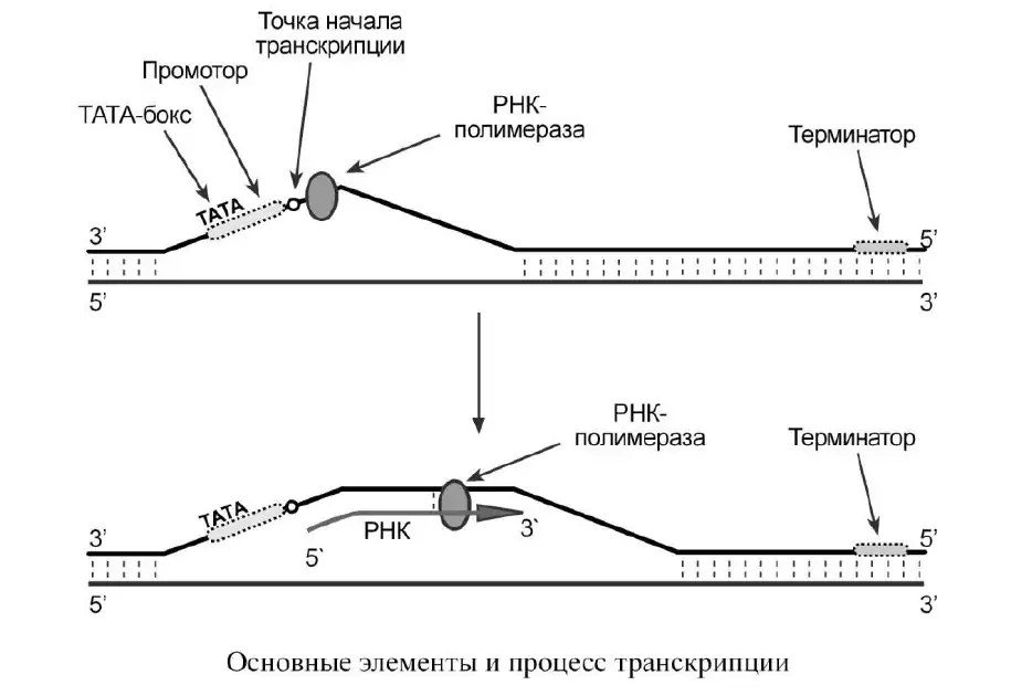 Основные элементы и процесс транскрипции