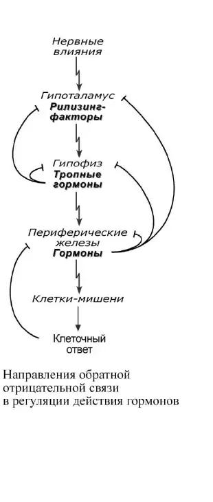 Иерархия и отрицательная обратная связь в гормональных системах