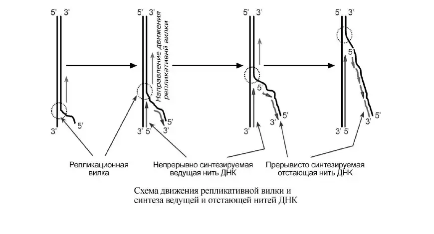 Синтез ведущей и отстающей цепей ДНК