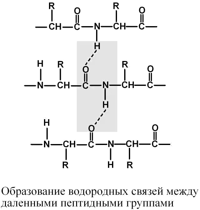 Образование водородных связей между удаленными пептидными группами