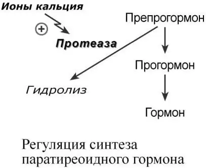 Регуляция синтеза паратиреоидного гормона