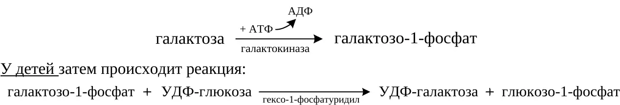 Фосфорилирование галактозы и образование УДФ-галактозы