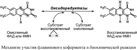 Окисленная и восстановленная формы ФАД и ФМН