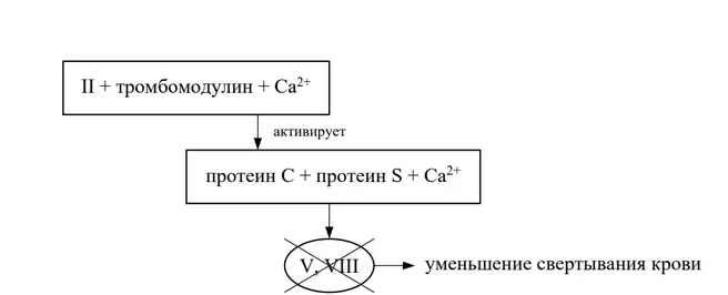 Активация протеинов C и S