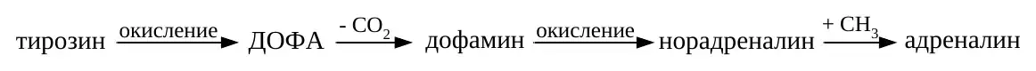 Синтез катехоламинов из тирозина
