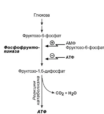 Аллостерическая регуляция фосфофруктокиназы