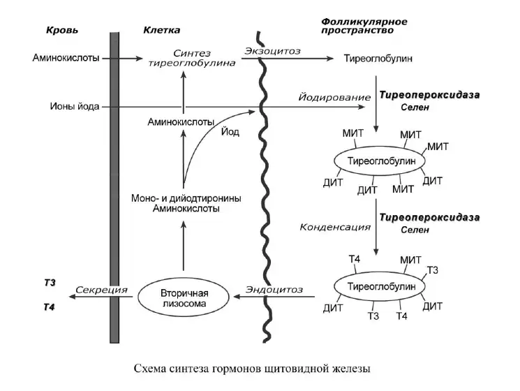 Схема синтеза гормонов щитовидной железы