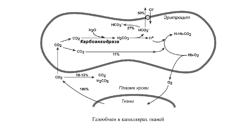 Газообмен в капиллярах тканей