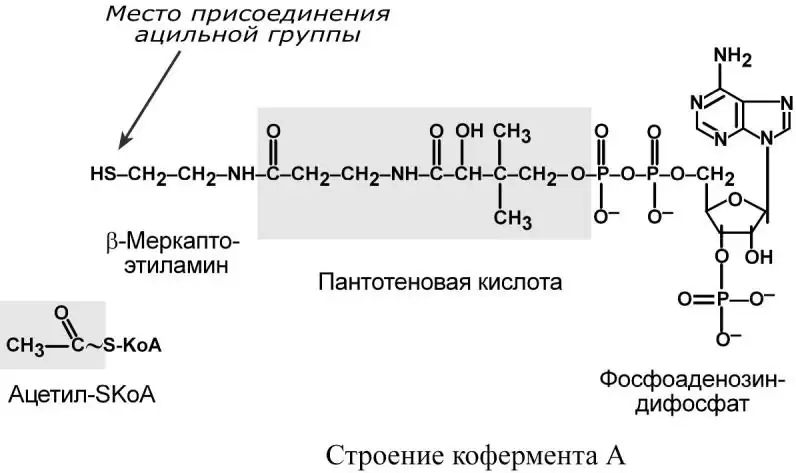 Строение коэнзима A и место присоединения ацильной группы