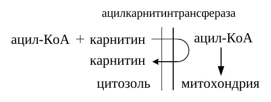 Карнитинзависимый перенос жирной кислоты в митохондрию