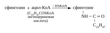 Синтез церамида из сфингозина и ацил-КоА