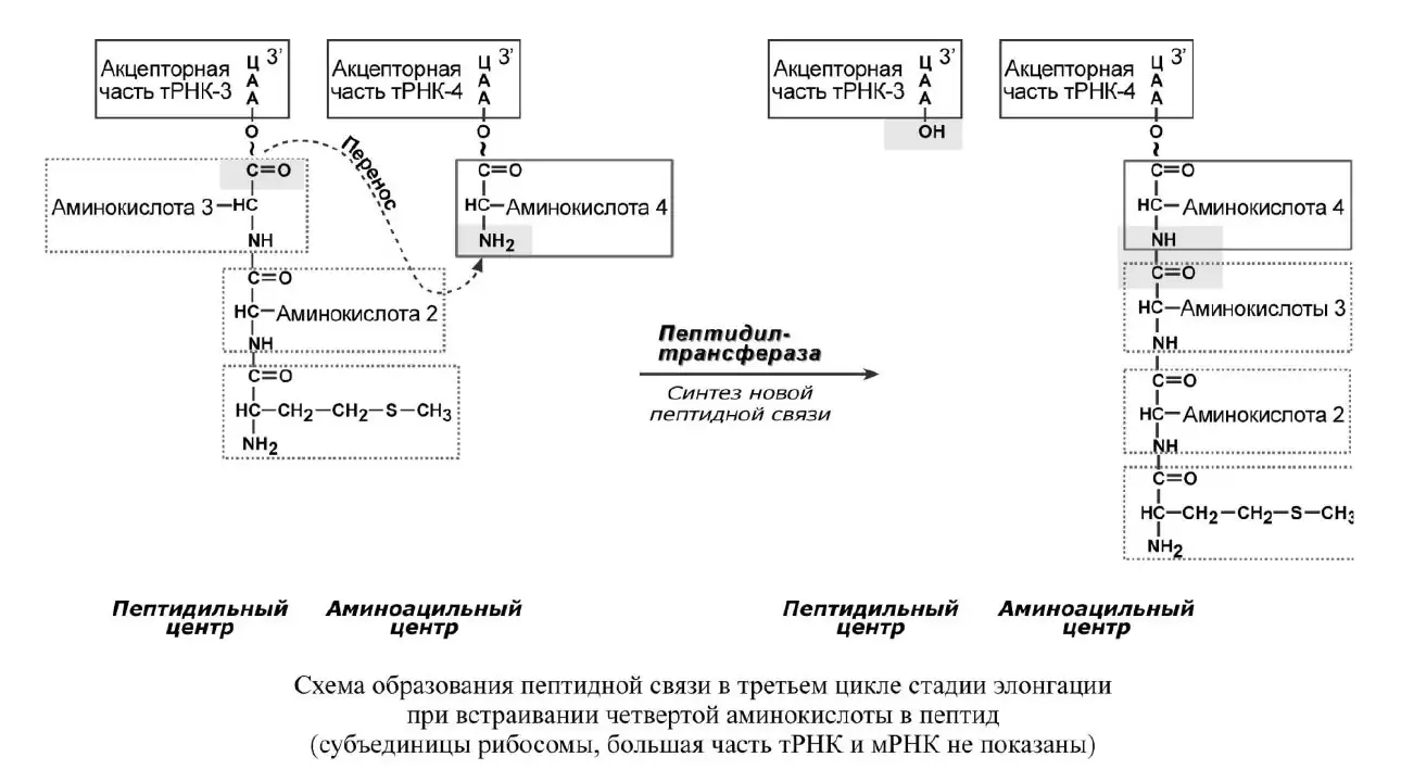 Схема образования пептидной связи