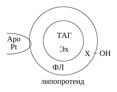Общий принцип строения липопротеина
