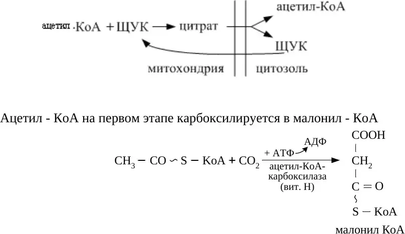 Цитратный перенос ацетил-КоА и образование малонил-КоА