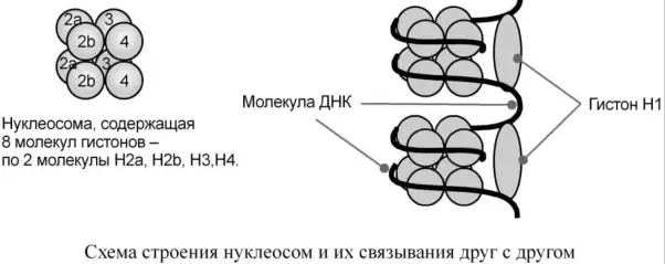 Строение нуклеосомы и связывание ДНК с гистонами