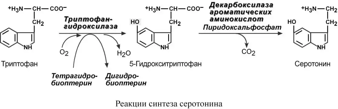 Синтез серотонина из 5-гидрокситриптофана