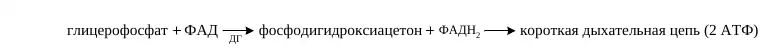 Глицерофосфатный челночный механизм