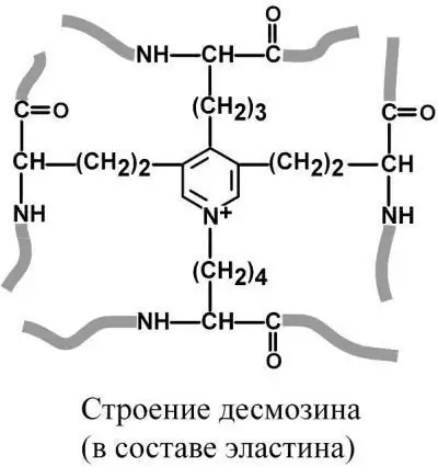 Строение десмозина