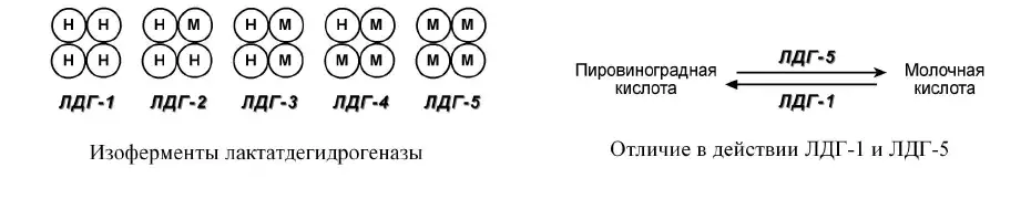 Изоферменты лактатдегидрогеназы и различия действия ЛДГ-1 и ЛДГ-5