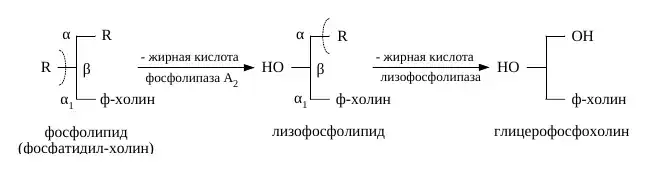 Переваривание глицерофосфолипида