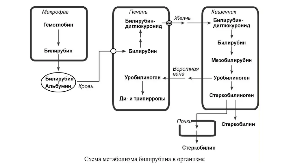 Схема метаболизма билирубина в организме