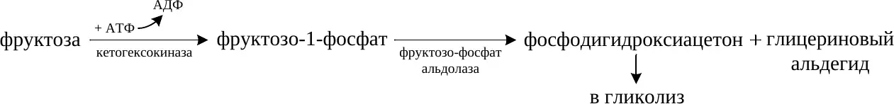 Превращение фруктозы во фруктозо-1-фосфат и триозы