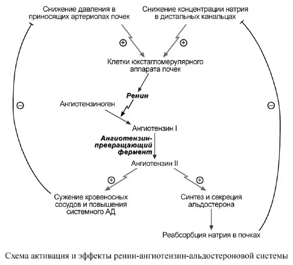 Схема ренин-ангиотензин-альдостероновой системы
