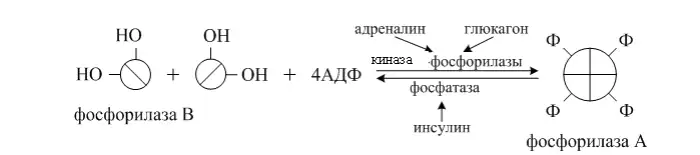 Переход фосфорилазы между активной и неактивной формами
