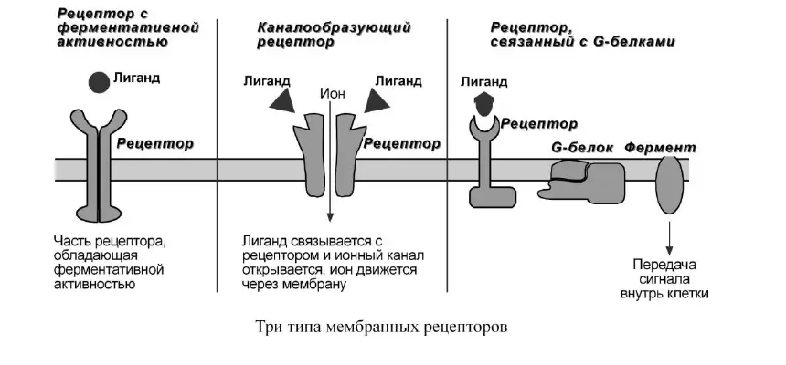 Три типа мембранных рецепторов