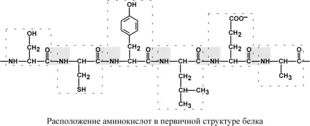 Расположение аминокислотных остатков в первичной структуре белка