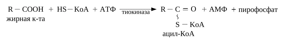 Активация жирной кислоты с образованием ацил-КоА
