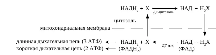 Общий принцип челночного переноса восстановительных эквивалентов