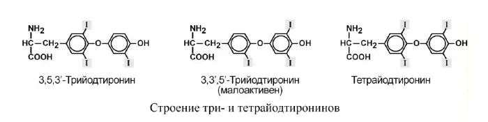 Строение три- и тетрайодтиронинов