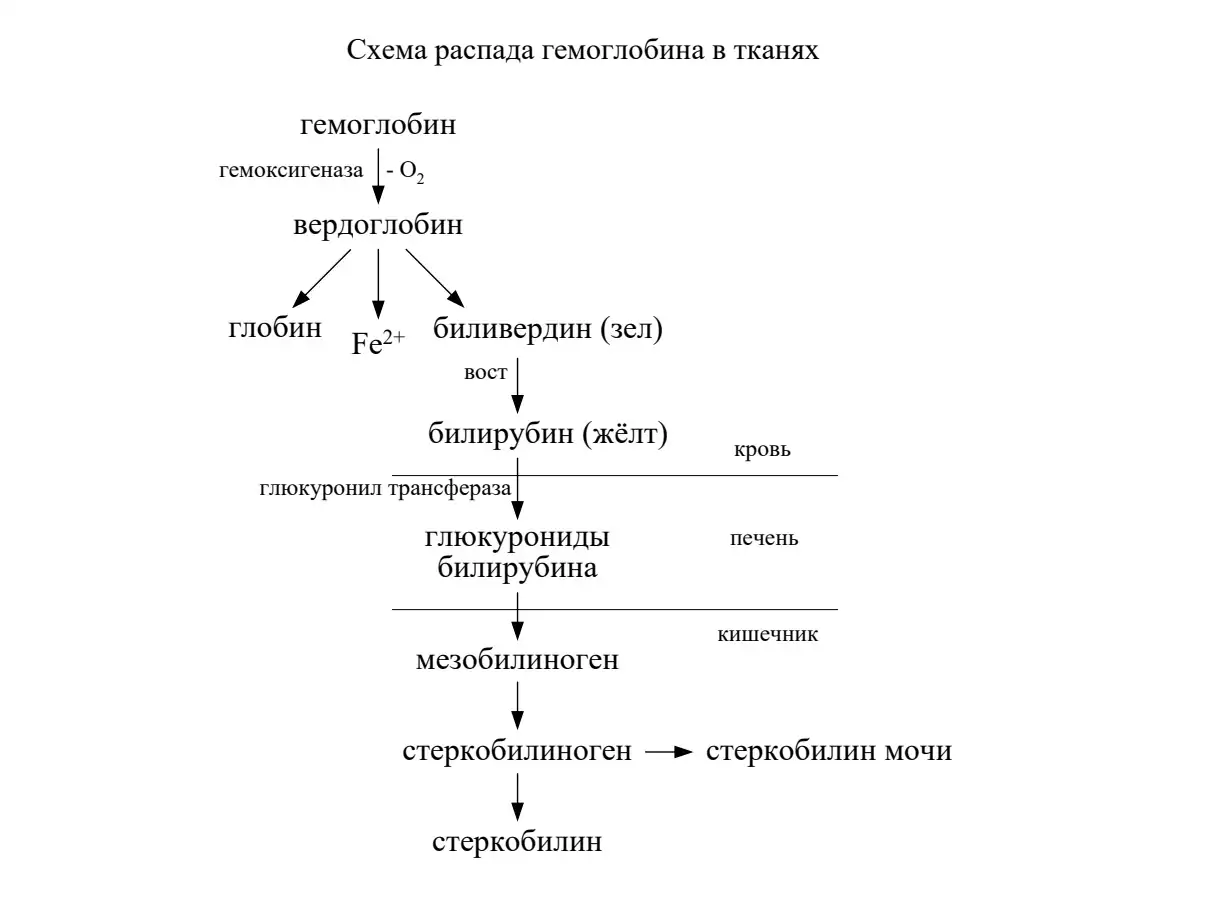 Схема обмена билирубина с выходом пигментов в мочу