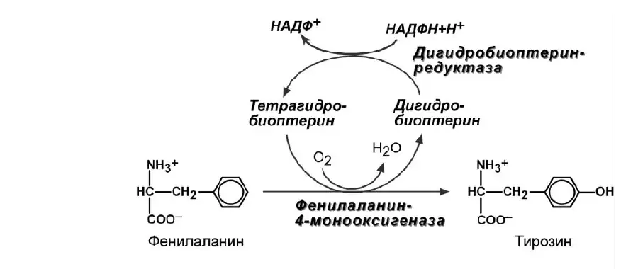 Превращение фенилаланина в тирозин