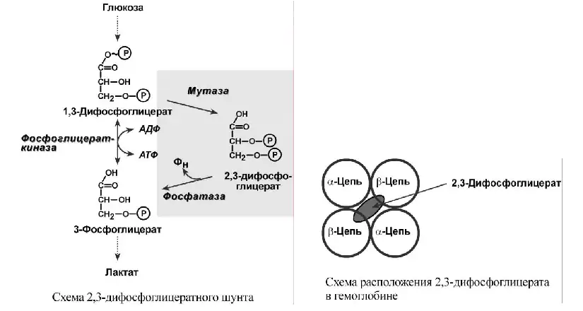 Схема 2,3-дифосфоглицератного шунта и расположения 2,3-дифосфоглицерата в гемоглобине