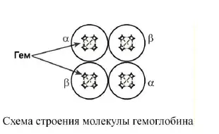 Схема строения молекулы гемоглобина