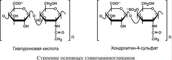 Строение основных гликозаминогликанов
