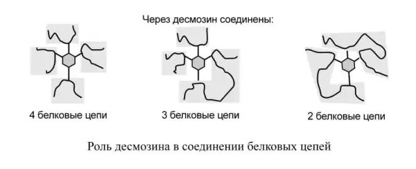 Роль десмозина в соединении белковых цепей